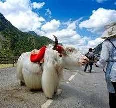 รูป เมืองเม่าเสี้ยน Muang Maochan