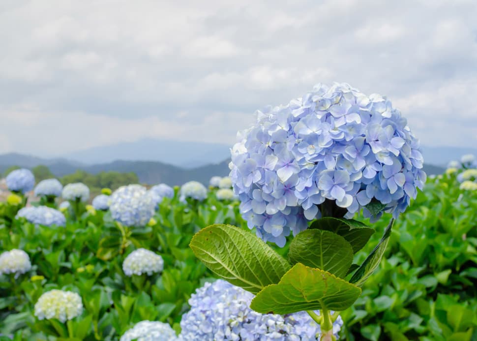 ทุ่งไฮเดรนเยีย